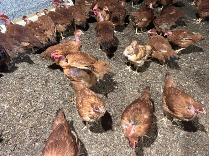 Frango Caipira Melhorado
