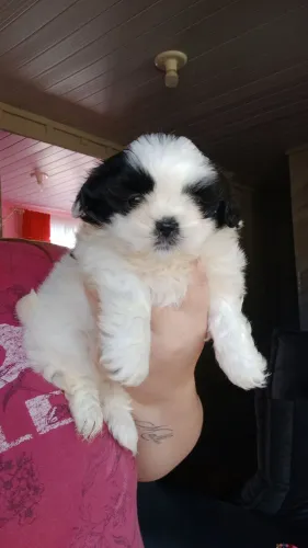 Vendo cachorrinho de 1 mês shih tzu