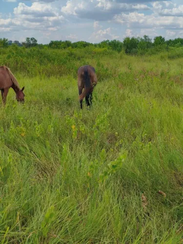 Cavalo manso a venda