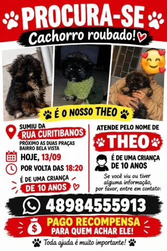 Procura-se meu cachorrinho 