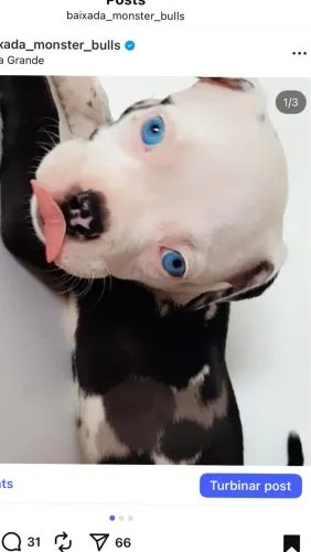 American bully
