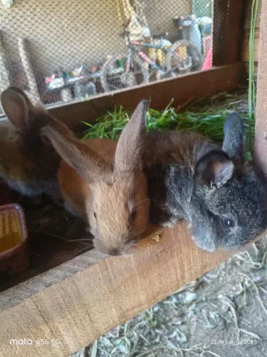 Vende -se coelhos