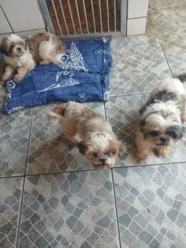 Cachorros