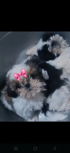 SHII TZU
