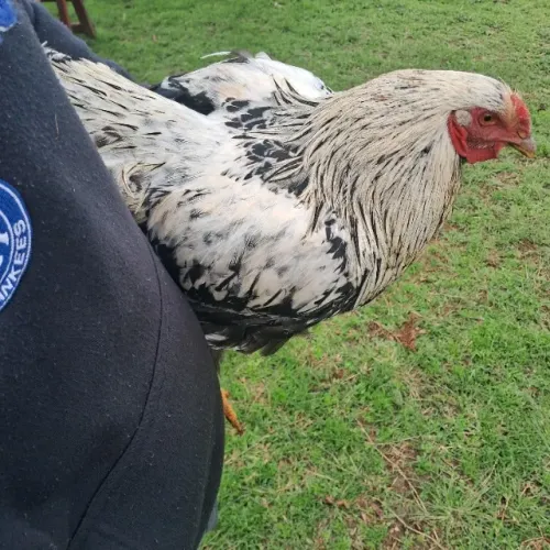Galo Wyandotte Prata X Brahma