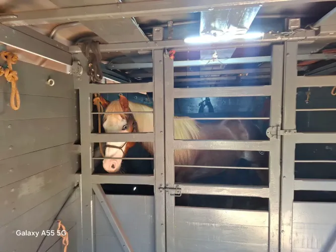 Transporte de Cavalos.