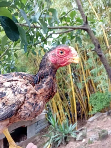 Galinha