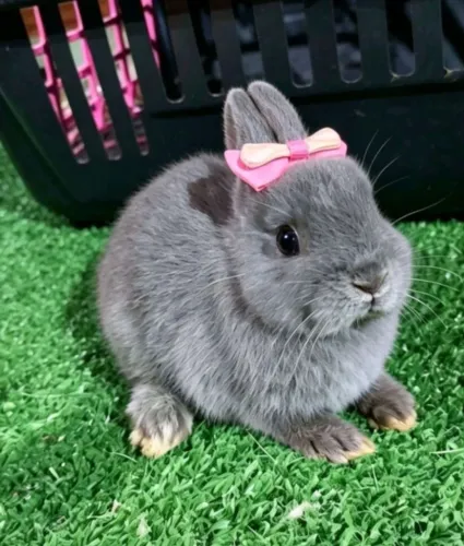 Netherlands Dwarf anão