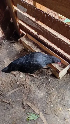 Galinha Caipira