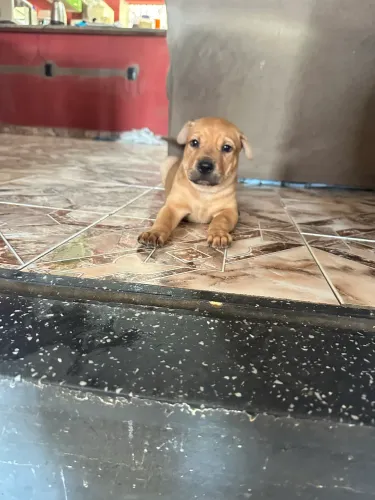 Filhotes de Sharpei à procura de um lar!