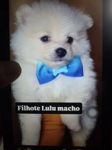 Filho lulu 