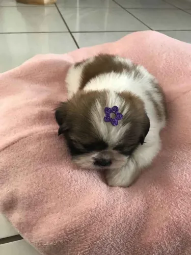 Filhote Shih Tzu, Cãopanheiros prontos para alegrar sua vida!
