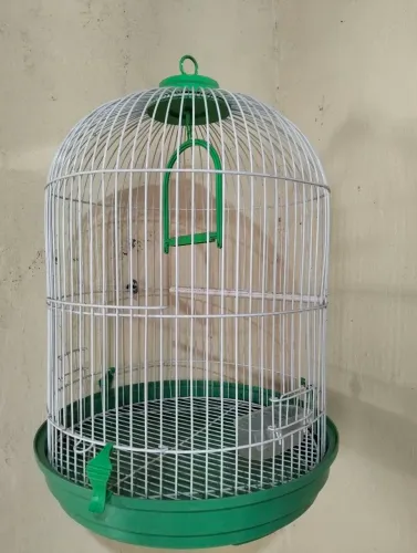 Gaiola para calopsita e periquitos