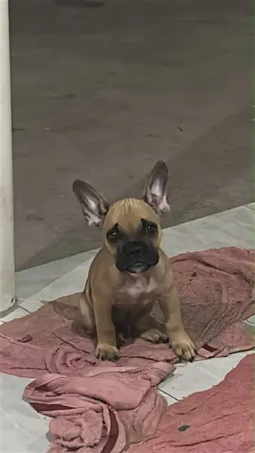 American bully