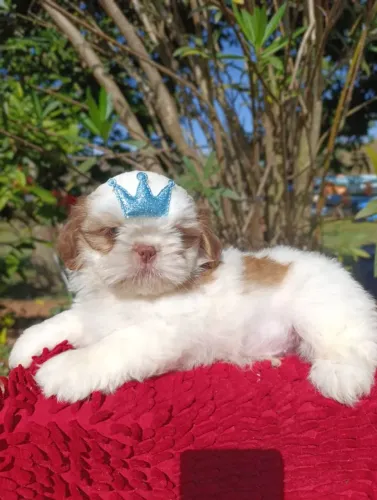 Shihtzu