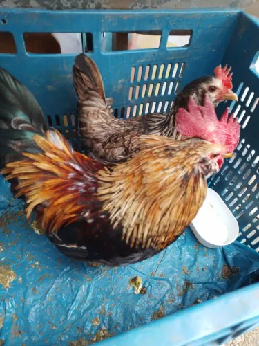 Galo e Galinha Garnizé os dois por 150