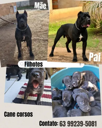 Filhotes