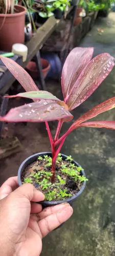 Lindas mudas de plantas