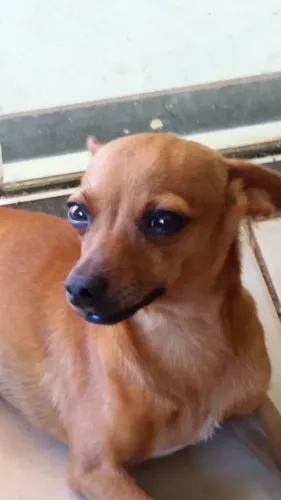 Pinscher , Doação (Motivo: Mudança de Estado)