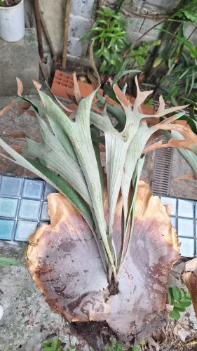 Muda de planta - Chifre de Veado
