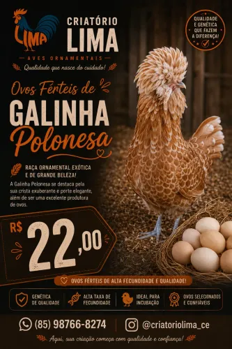 Ovo fertil/galado Polonesa