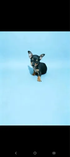 Pinscher