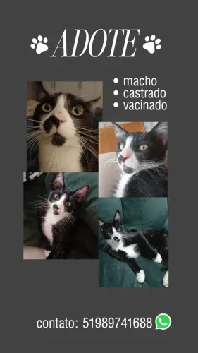Gatinho frajola para adoção.