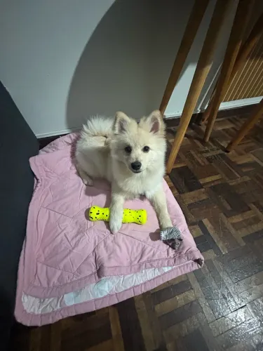 Spitz de 7 meses