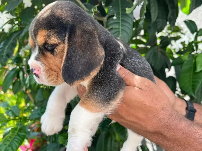 Beagle Nesse arraiá, o prêmio é levar esse filhote para casa!