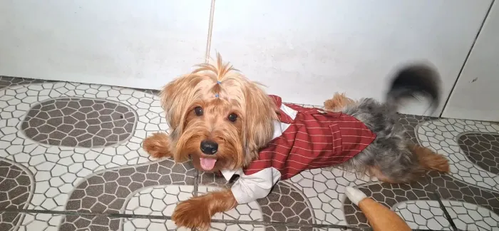 Yorkshire Terrier macho