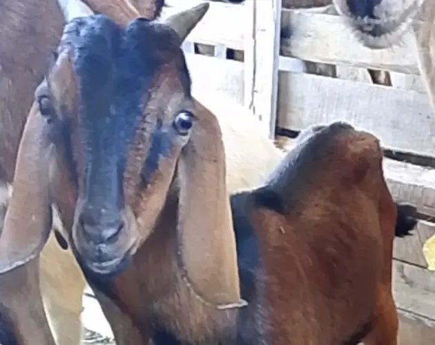 Cabrito Anglo Nubiano