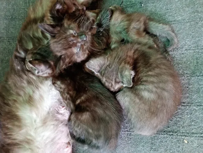 Doação de gatos