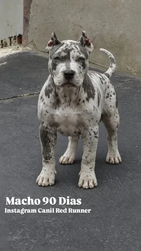 FILHOTE PIT MONSTER MACHO