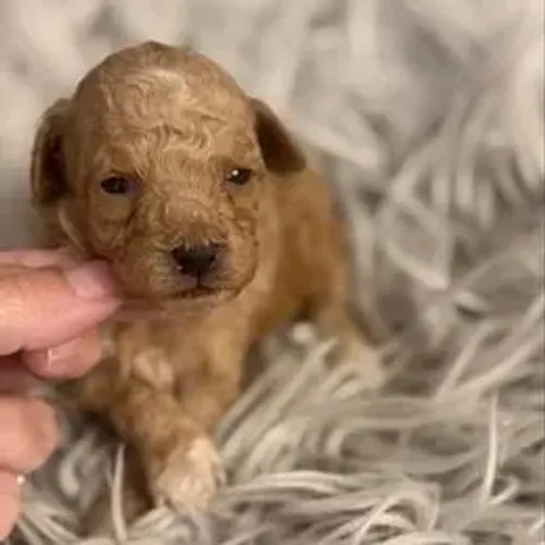 Poodle,Poodle Filhote Top Padrão da Raça