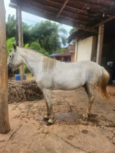 Cavalo Lindo, forte, extremamente dócil. Qq um monta.