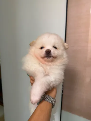 Vende-se spitz alemão 