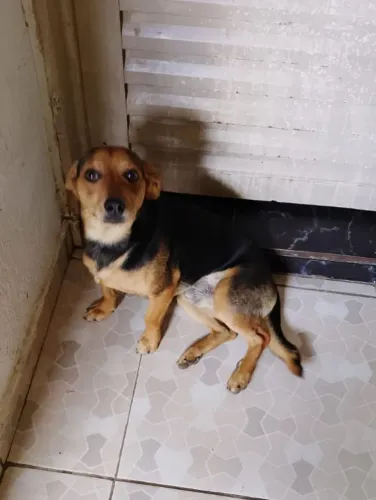 Doação de um cachorro ?