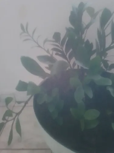 Planta africana zamioculca<br>Zamioculcas