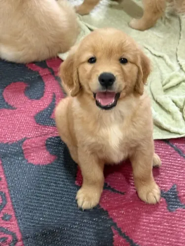 Filhote Golden Retriever Macho Companheiro e Alegre