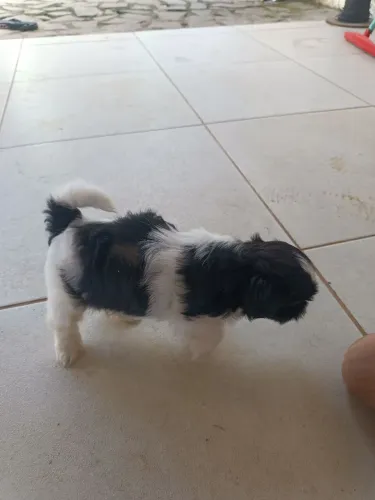 Vende-se cachorro 