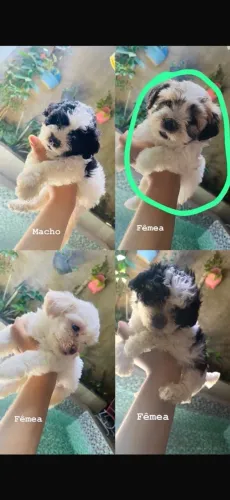Poodle fêmea e macho