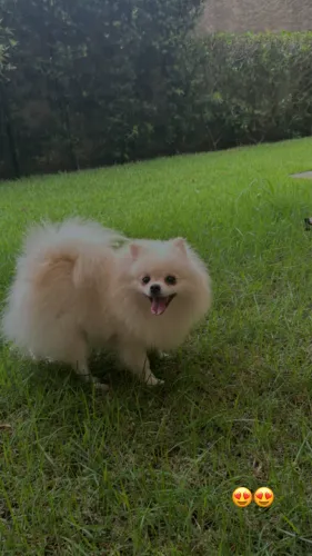 Fêmea Lulu da pomerania com pedriguee