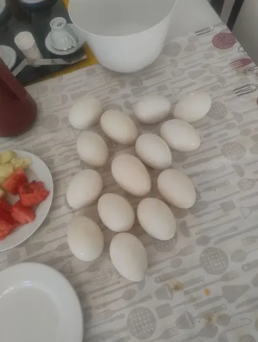 Ovos de gansa disponível pra vender.