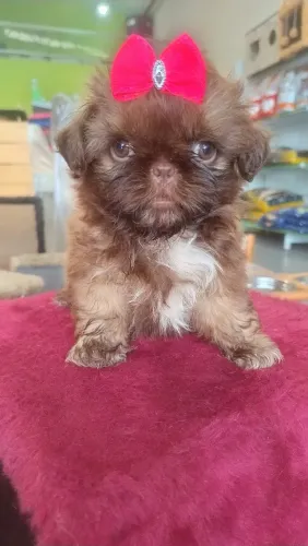 Filhote de Shih tzu fêmea