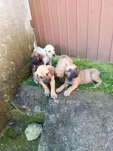 Filhotes de Fila brasileiro puro 
