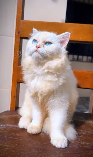 Gata Britsh quer um namorado