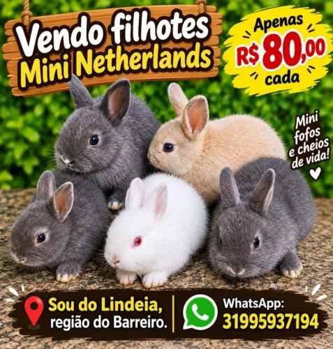 Vendo coelhos filhotes