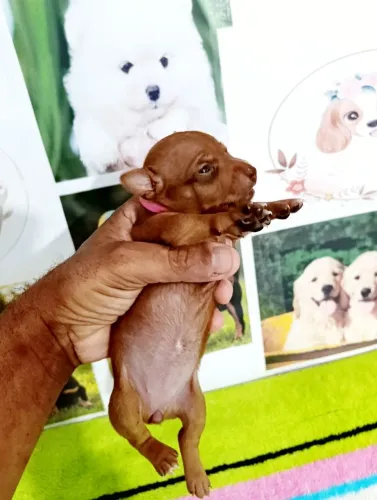 Pinscher miniaturas