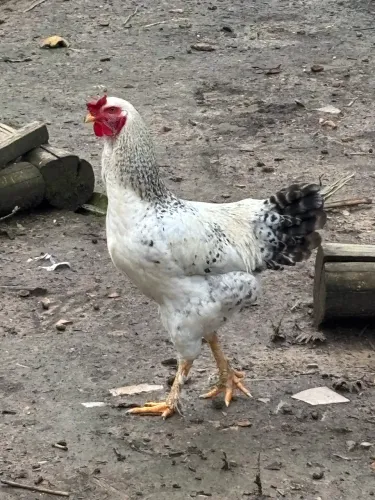 Galos 