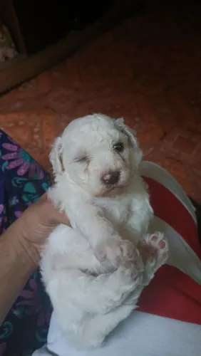 Filhote poodle
